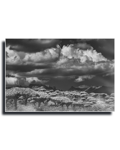 Gito.Art - Exclusive Art Print - Photography by Delyan Markov
A black and white landscape photograph print featuring a dramatic cloudy sky over a field of umbrella trees, presented with a thin gold-toned frame on a white background.