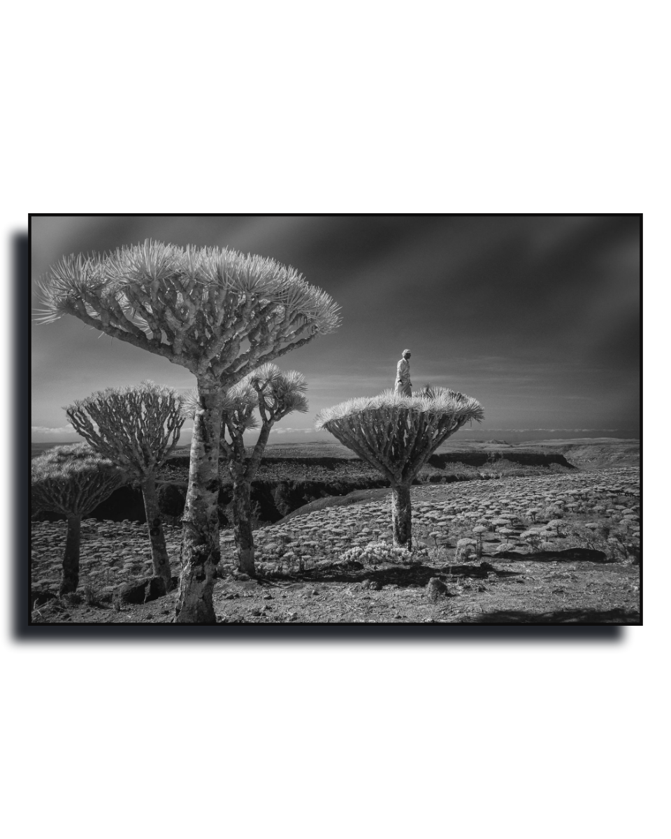 Gito.Art - Exclusive Art Print - Photography by Delyan Markov
A black and white landscape photograph print of dragon's blood trees in a rocky desert, presented as a framed mockup with a drop shadow on a white background.