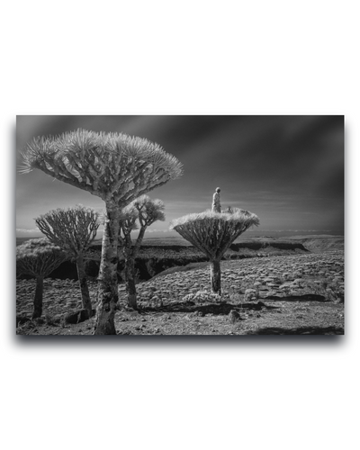 Gito.Art - Exclusive Art Print - Photography by Delyan Markov
Black and white landscape photograph print of quiver trees in a rocky desert, displayed as a rectangular wall art piece against a white background.