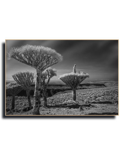 Gito.Art - Exclusive Art Print - Photography by Delyan Markov
A black and white landscape photograph print of dragon's blood trees in a rocky desert, presented as a framed mockup with a drop shadow on a white background.