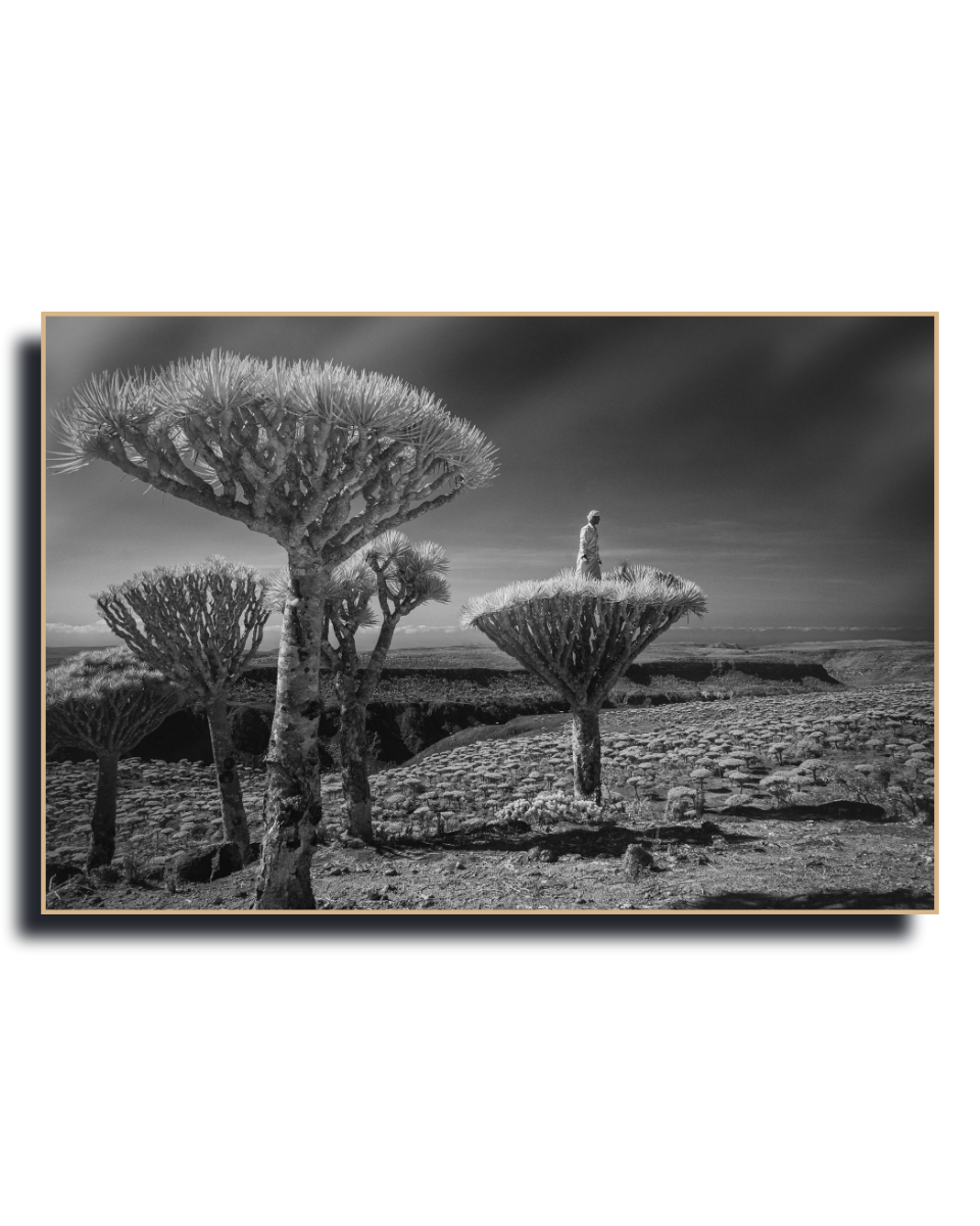 Gito.Art - Exclusive Art Print - Photography by Delyan Markov
A black and white landscape photograph print of dragon's blood trees in a rocky desert, presented as a framed mockup with a drop shadow on a white background.