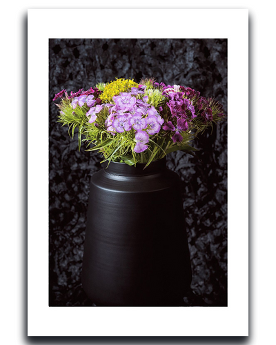 Sweet William Fine Art Photography by Ivo Titzin ~ Gito Limited Wall Art 