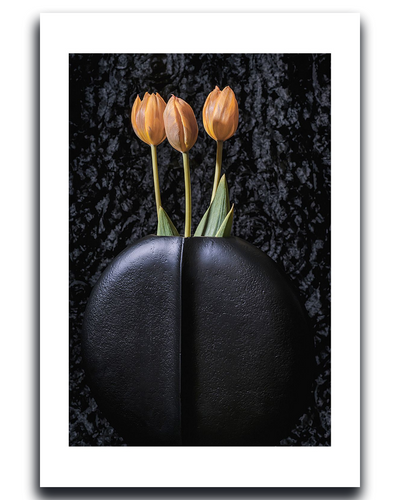 Tulips ~ Fine Art Photography by Ivo Titzin ~ Gito Limited Edition Collectable Wall Art 