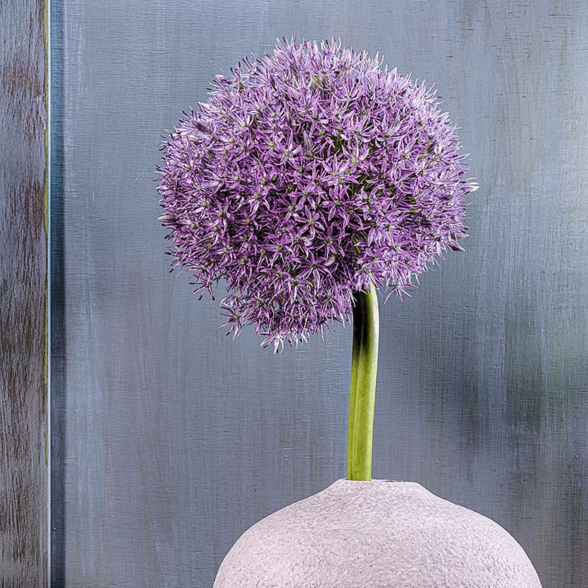 Ornamental Allium – Fine Art Photography by Ivo Tizin - Wall Art - Limited Edition High Quality Print - Black Frame
