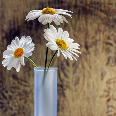 Daisy – Fine Art Photography by Ivo Tizin | Wall Art | Gito Art and Decor Limited Edition