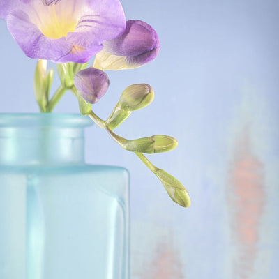 Freesia – Fine Art Photography by Ivo Tizin - Botanical Wall Art - Gito Art and Decor Limited Edition