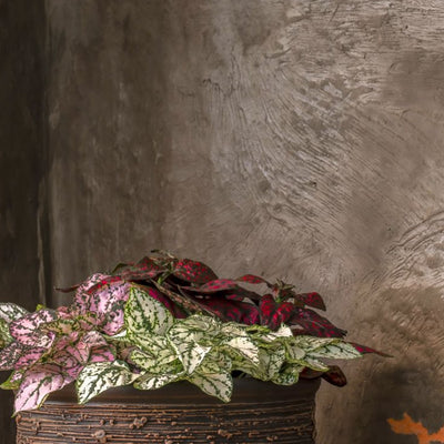 Hypoestes – Fine Art Photography - Wall Art - Limited Edition - Botanical Minimalist Decor