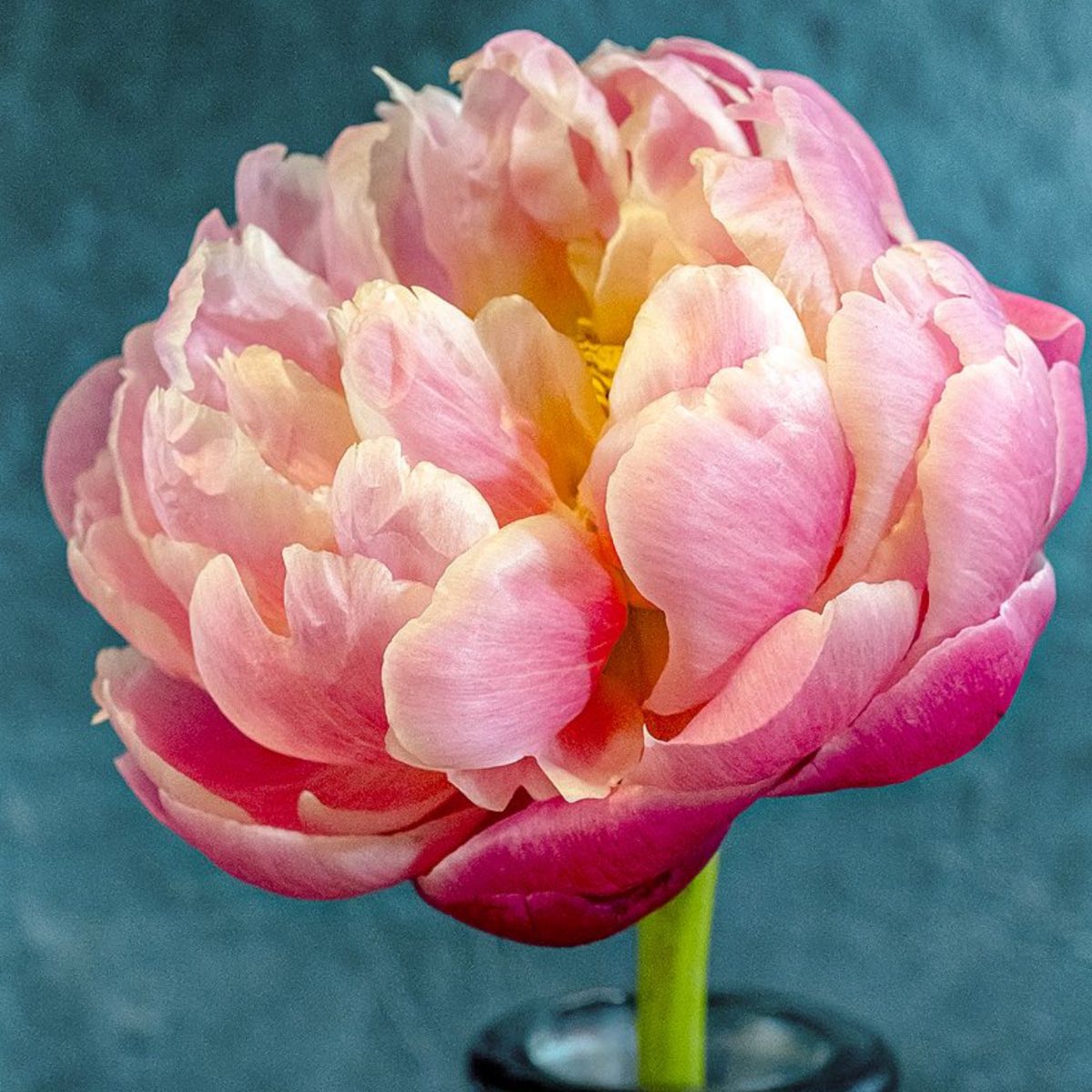 Big Rose Peony – Fine Art Photography | Wall Art | Limited Edition