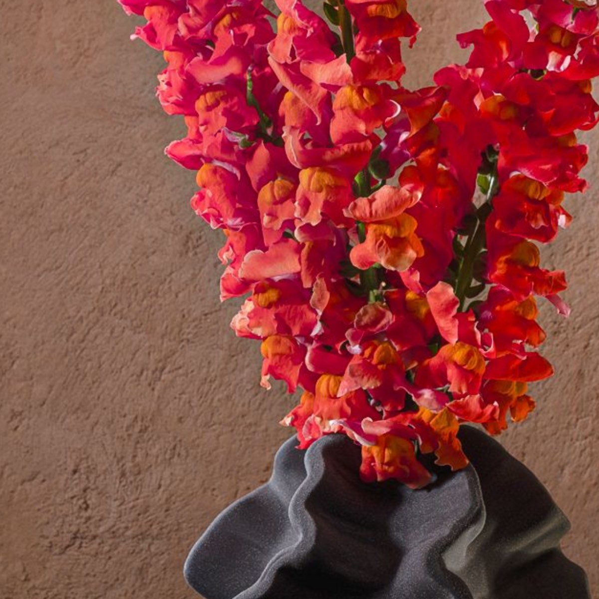 Snapdragons – Fine Art Photography | Wall Art | Limited Edition