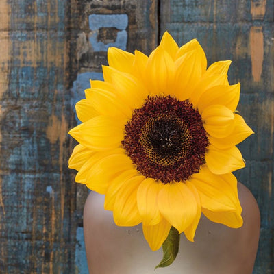 Sunflower - Fine Art Photography by Ivo Tizin - Wall Art - contemporary, minimalistic style - Limited Edition
