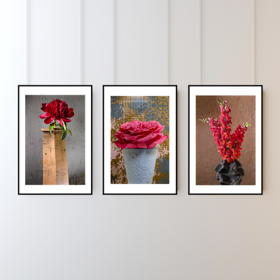 Big Red Rose – Fine Art Photography by Ivo Tizin - Wall Art - Black Frame -Limited Edition